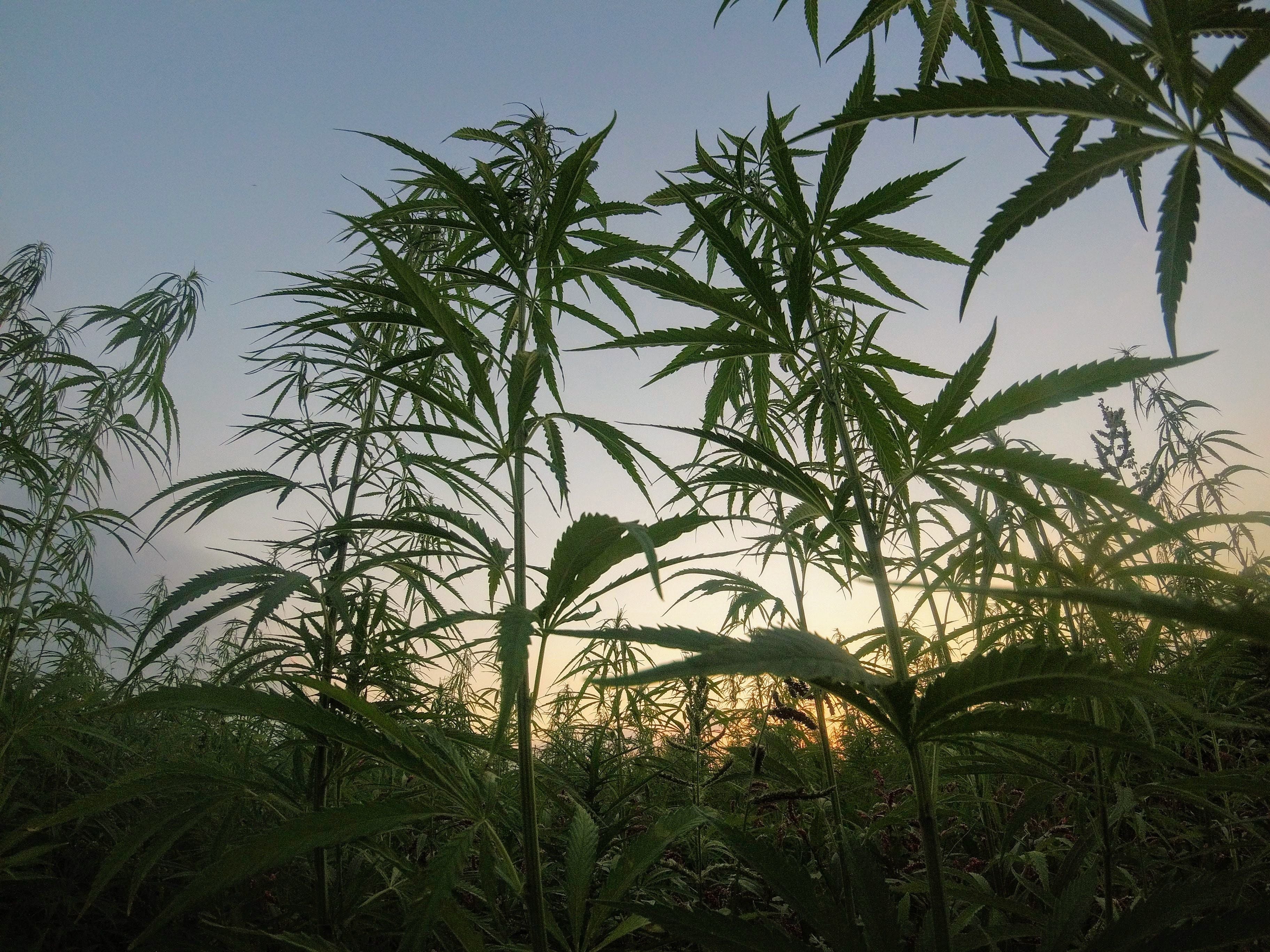 Health fund backs medicinal cannabis with Little Green Pharma deal