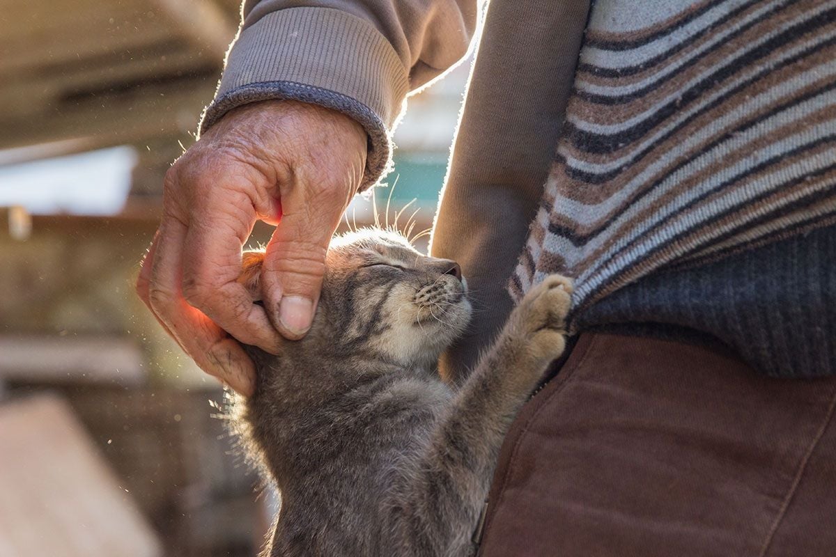 InvoCare buys pet cremation businesses for $50m