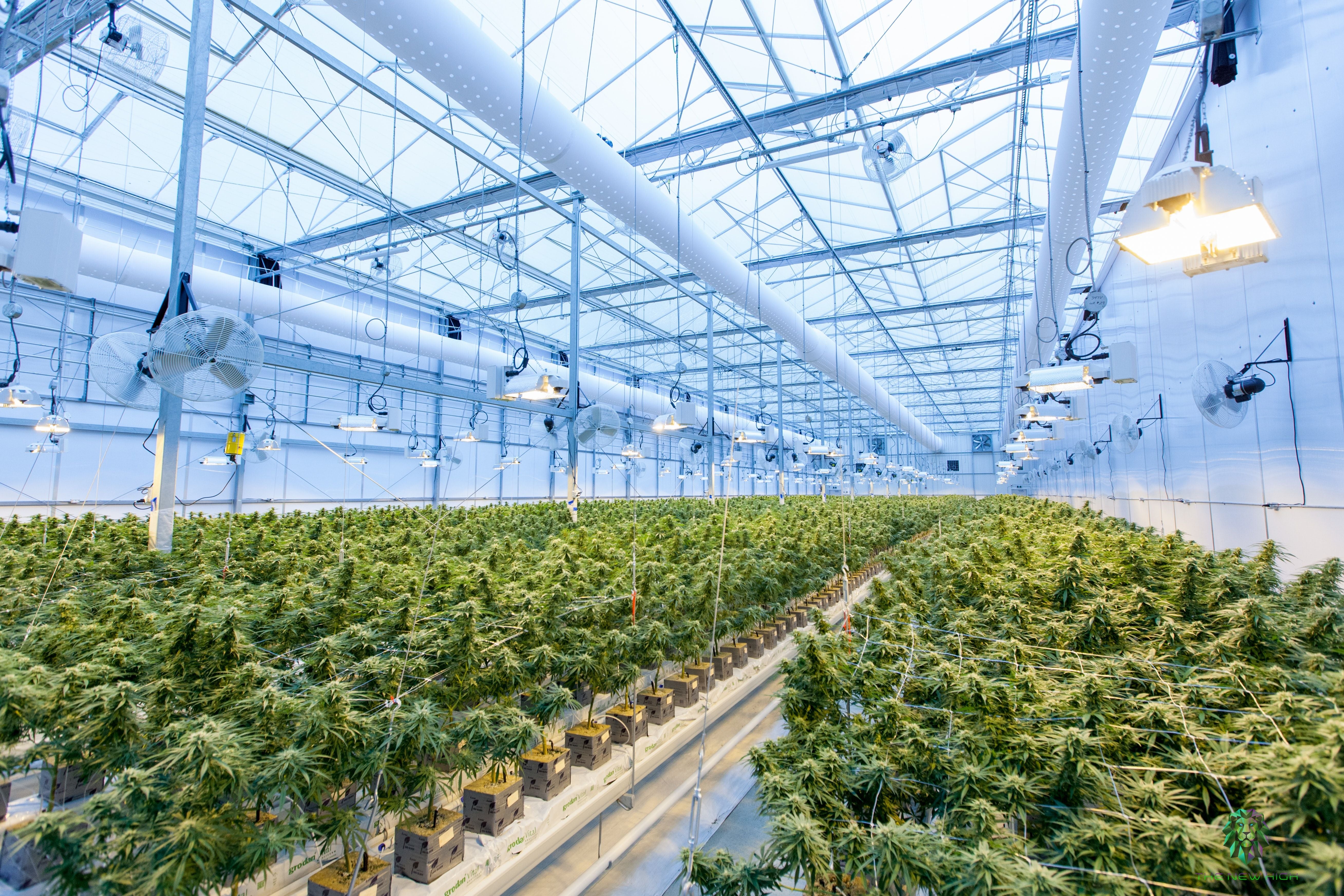 Cannabis stocks get a healthy boost after UN removes narcotic tag