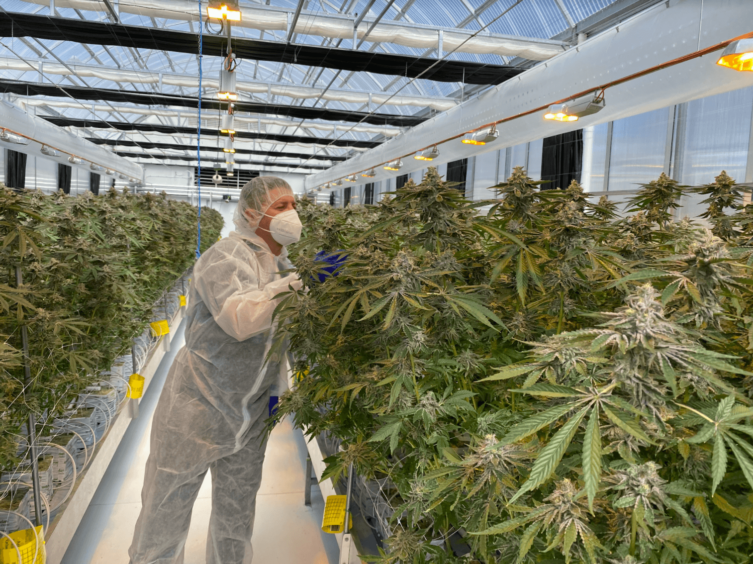 Australian Natural Therapeutics Group receives cannabis oil manufacturing license