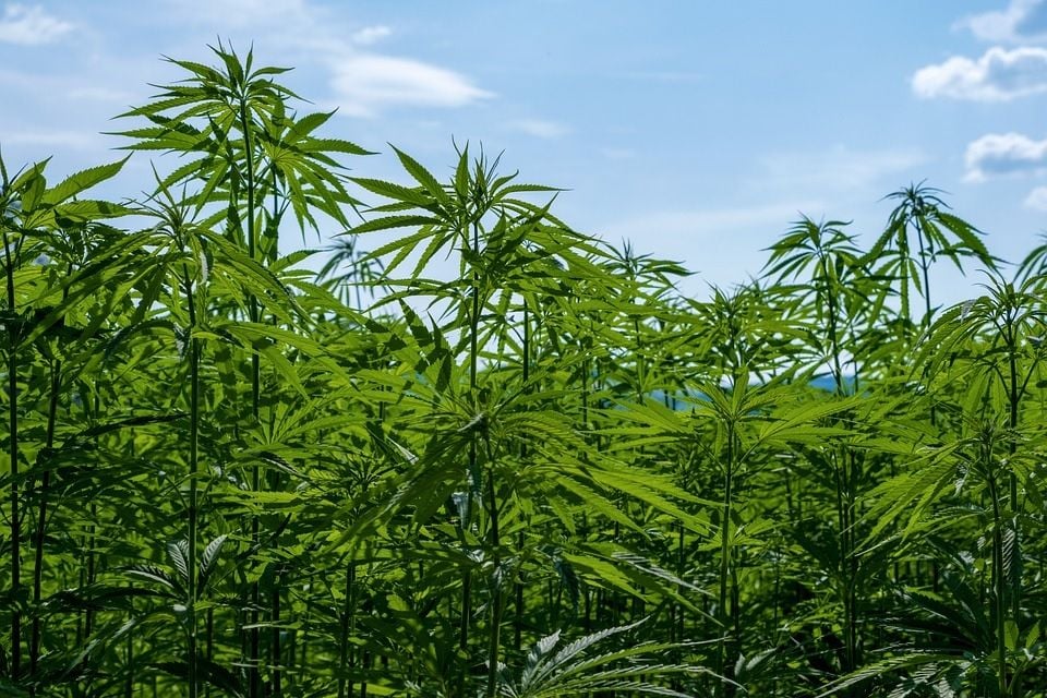 Cannabis companies celebrate TGA green light for over the counter sales