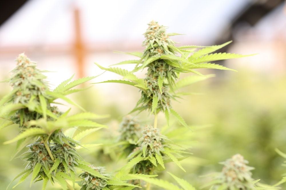 Ecofibre signs "milestone" international distribution deal for CBD products
