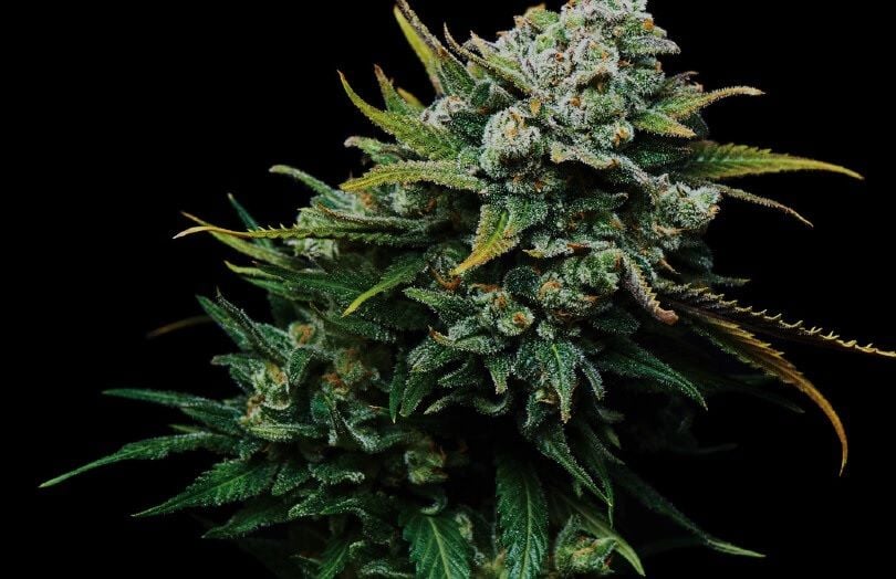 ANTG exports first Aussie grown medicinal cannabis to EU