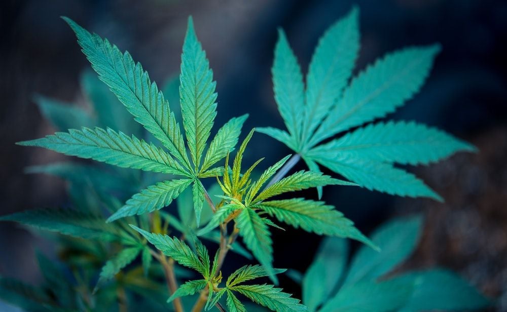 Little Green Pharma plans $22m raise to boost cannabis production and push internationally