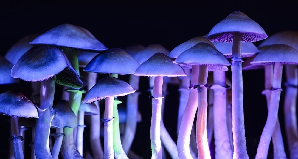 Creso Pharma expanding into psychedelics with planned acquisition