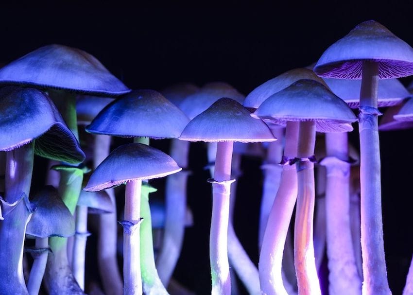 Creso Pharma expanding into psychedelics with planned acquisition