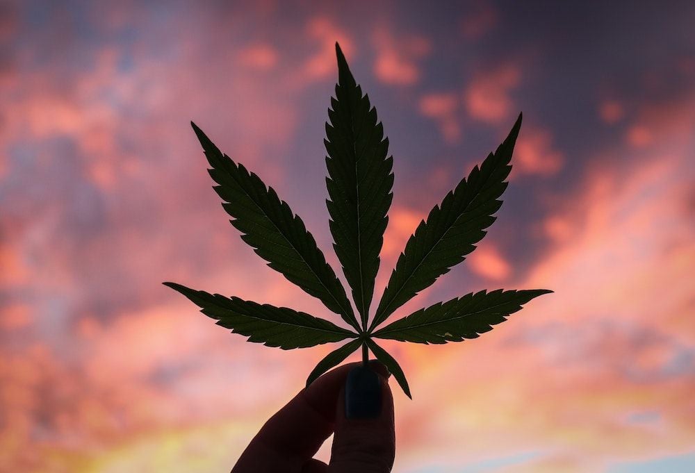 Elixinol to bag German CBD brand for $13.9m