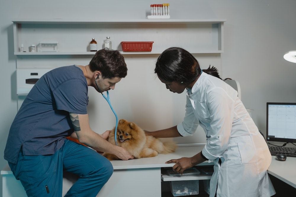 Openpay cracks into US and UK veterinary markets with ezyVet partnership