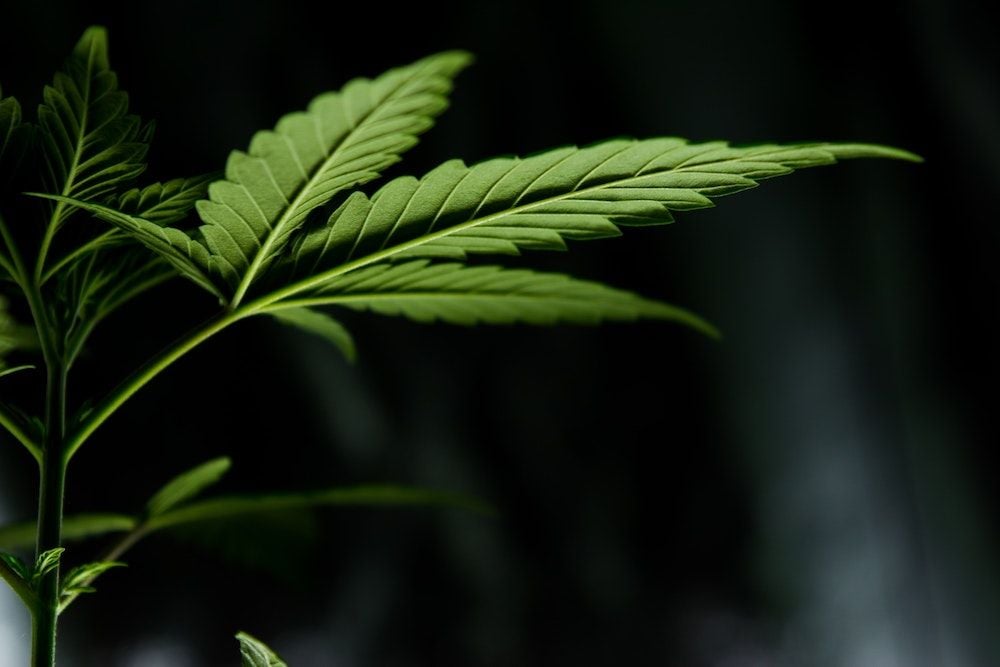 Creso Pharma appoints director of US business after New York legalises marijuana