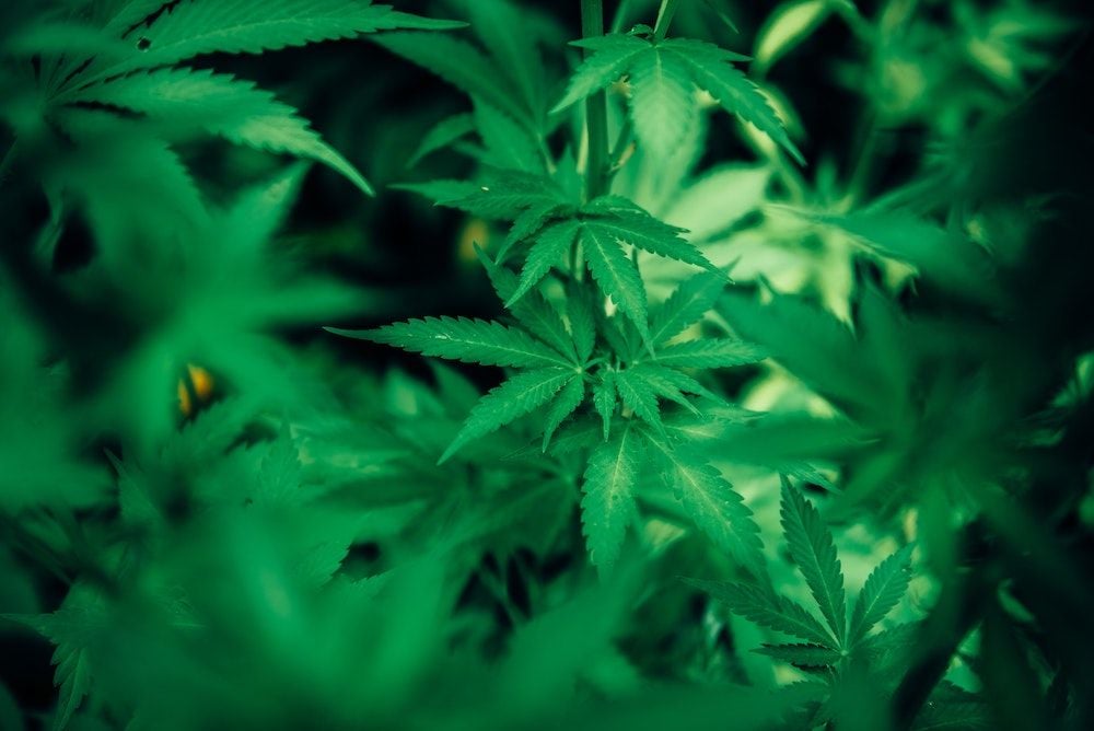 ECS Botanics plans major expansion of Tasmanian cannabis farm