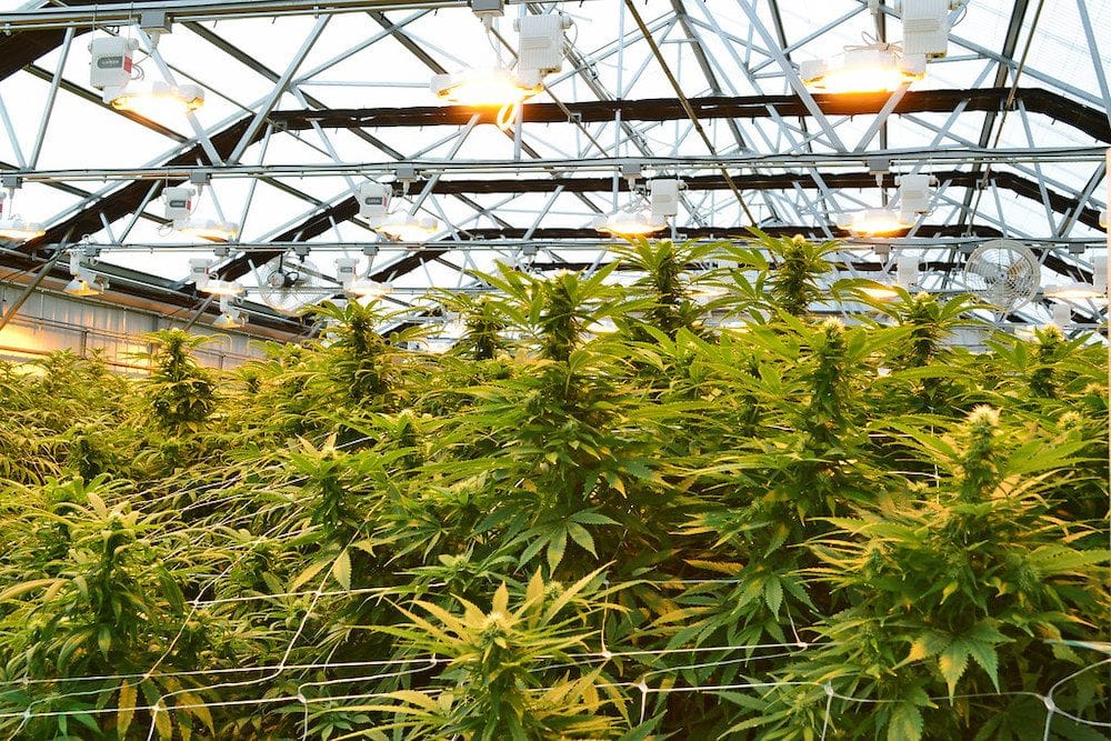 ANTG will merge with Canadian cannabis multinational to build 75ha greenhouse