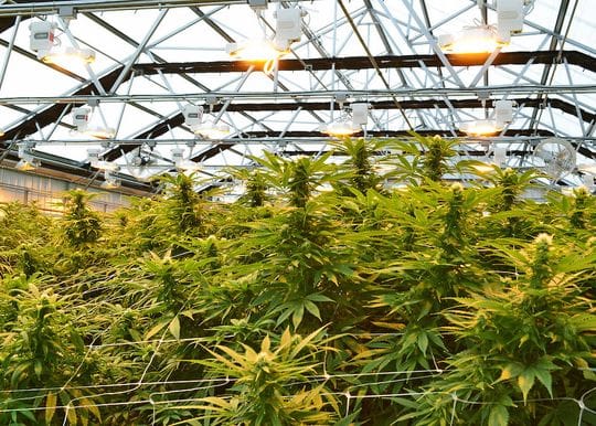 ANTG will merge with Canadian cannabis multinational to build 75ha greenhouse