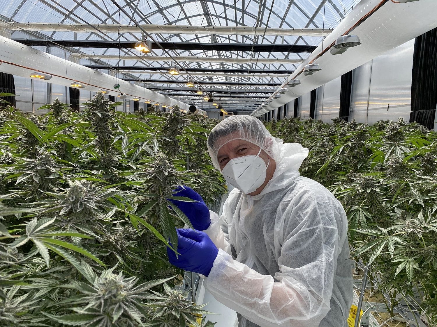 ANTG enters partnership with hopes to export first medicinal cannabis flower to NZ