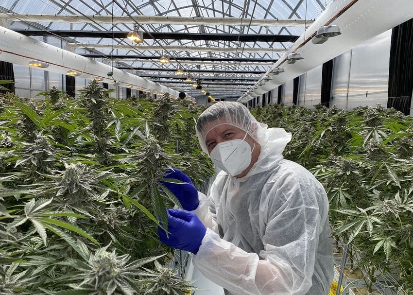 ANTG enters partnership with hopes to export first medicinal cannabis flower to NZ