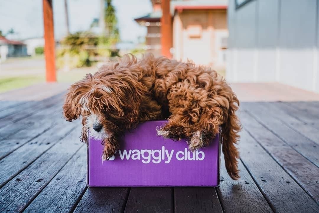 Mad Paws throws a $3m bone to Waggly Club