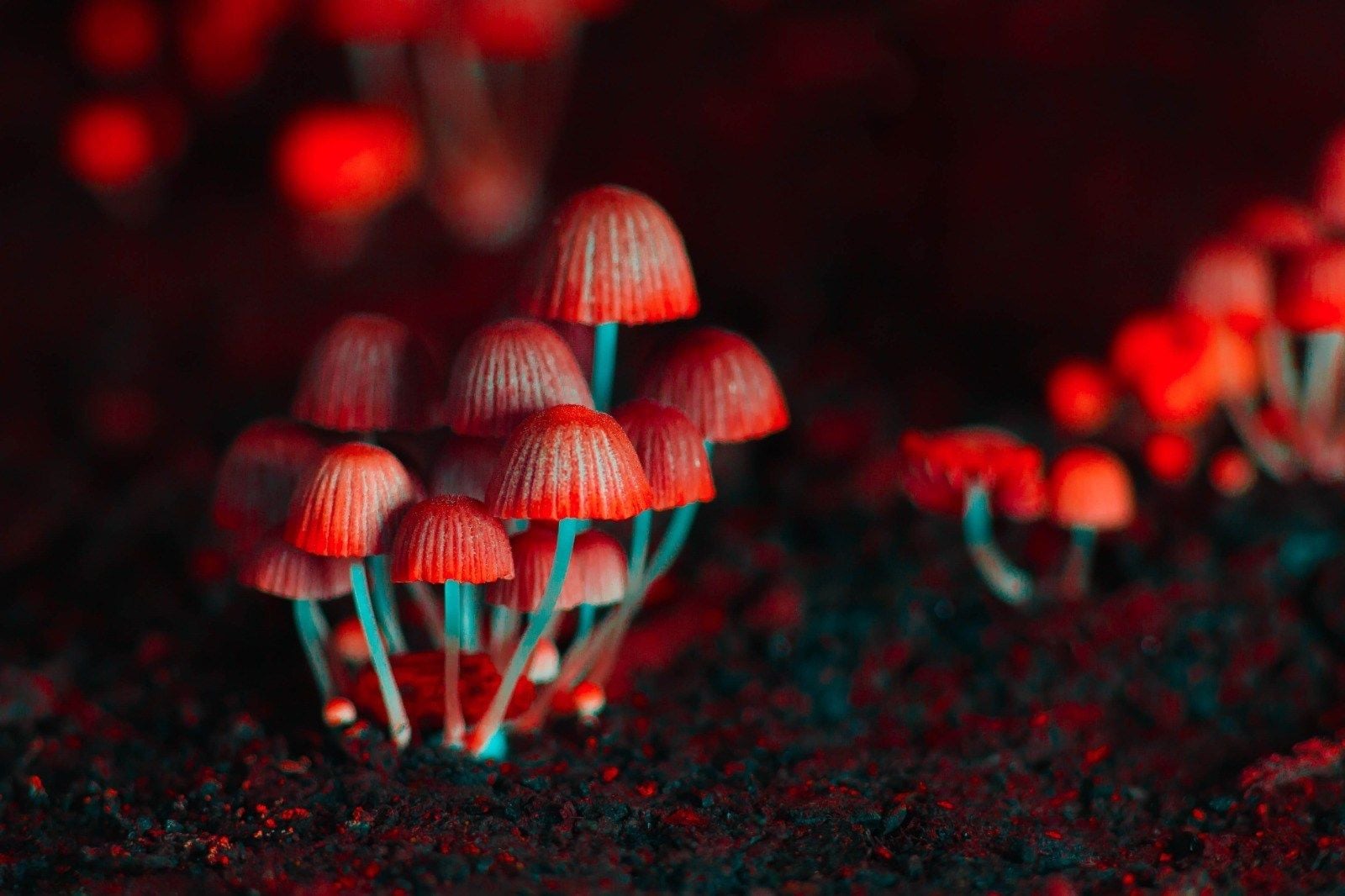 Creso Pharma in merger to create global psychedelics and cannabis company