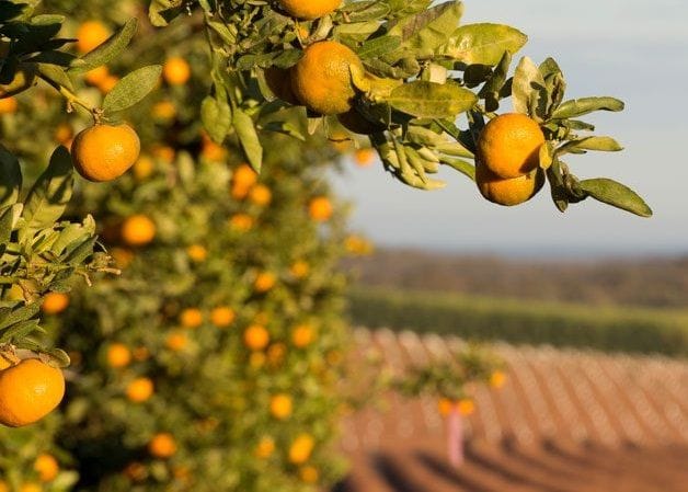 Costa Group to buy QLD citrus grower for $200m