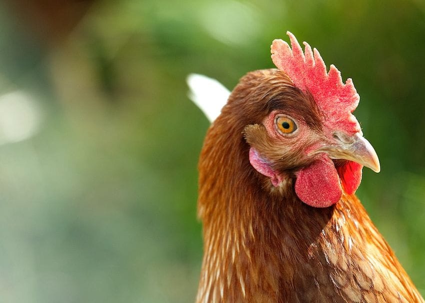 National plan to allow battery cages until 2036 favours cheap eggs over animal welfare