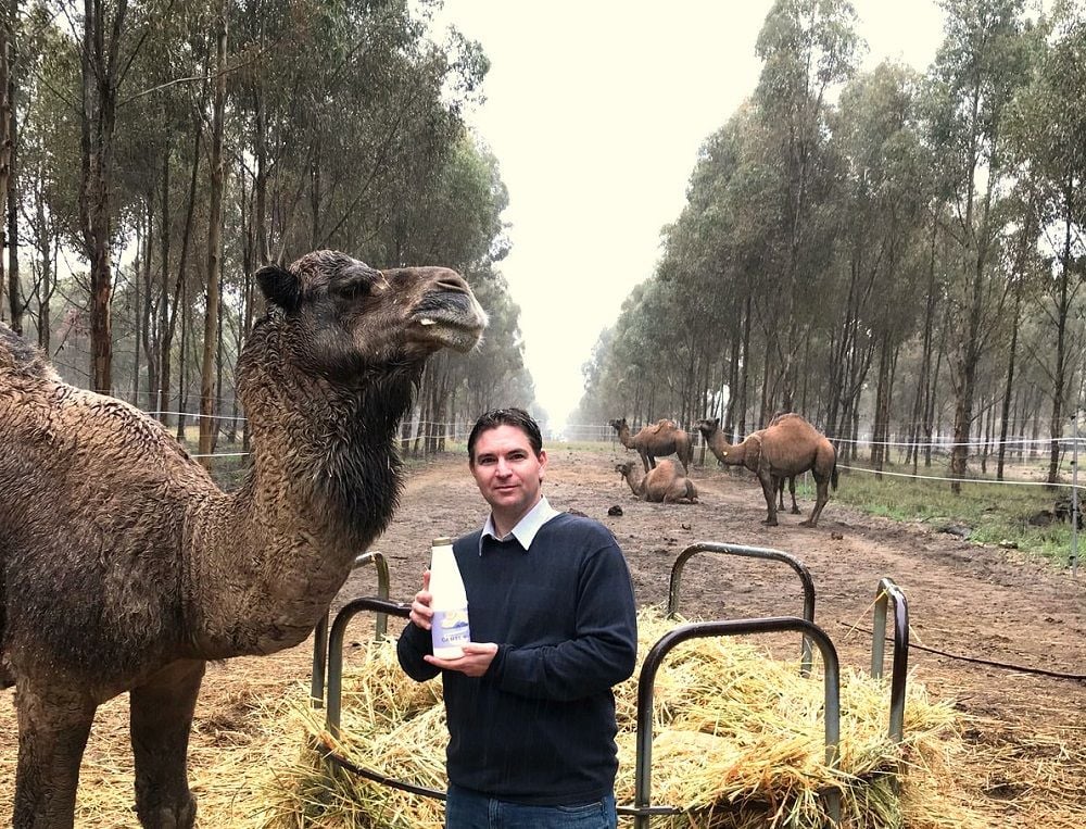 WA camel farm tastes success amidst global uptick for niche milk