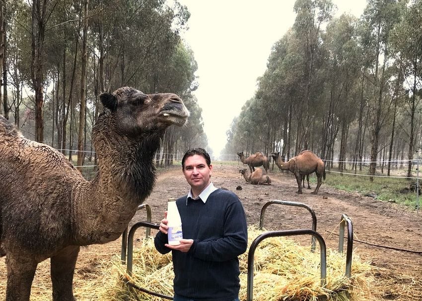 WA camel farm tastes success amidst global uptick for niche milk