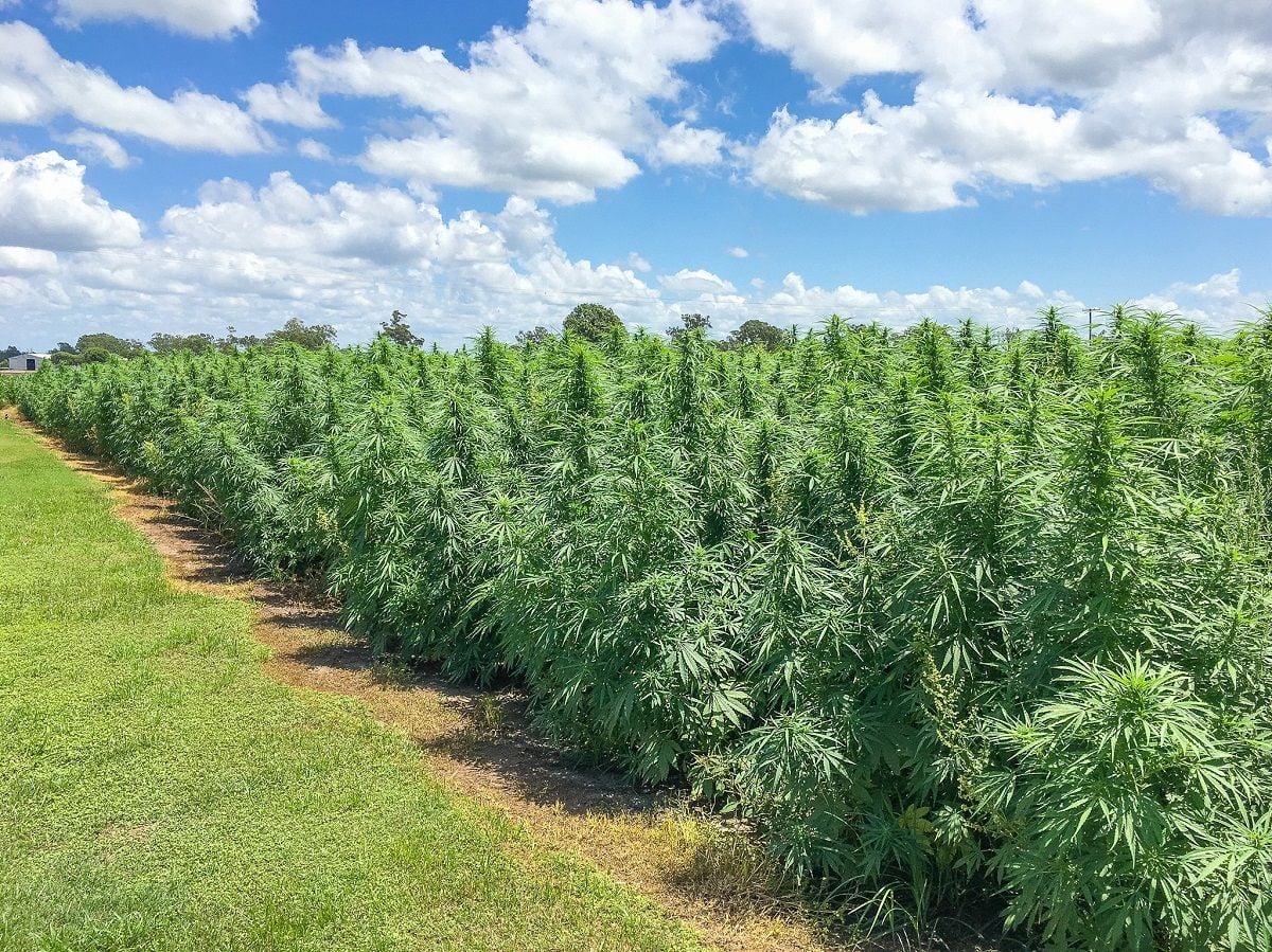 Ecofibre sales plunge as hemp textiles fail to offset medicinal cannabis downturn