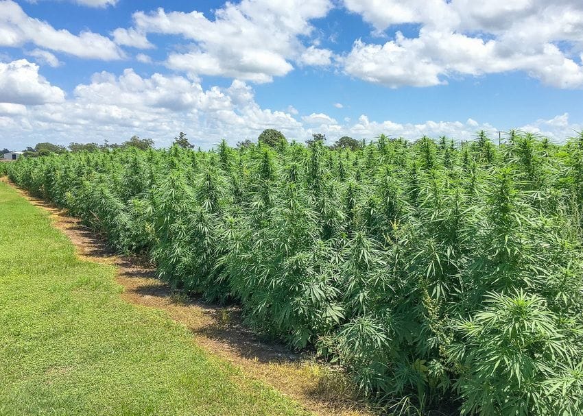 Ecofibre sales plunge as hemp textiles fail to offset medicinal cannabis downturn