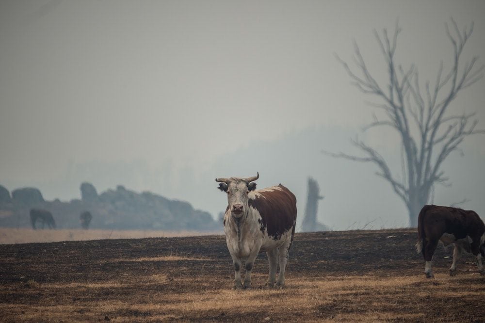 Unless we act now, a hotter, drier and more dangerous future awaits Australia, IPCC warns