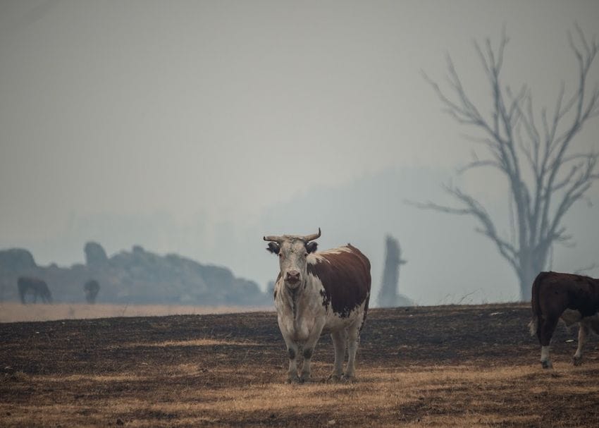 Unless we act now, a hotter, drier and more dangerous future awaits Australia, IPCC warns