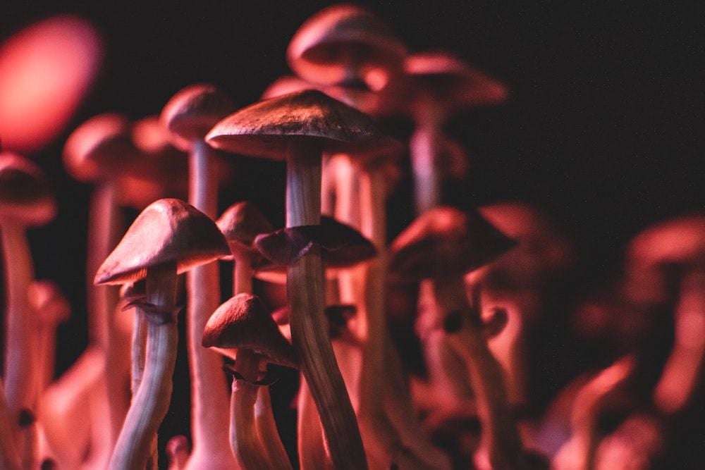 Creso Pharma psychedelics merger falls through, NASDAQ listing slated instead