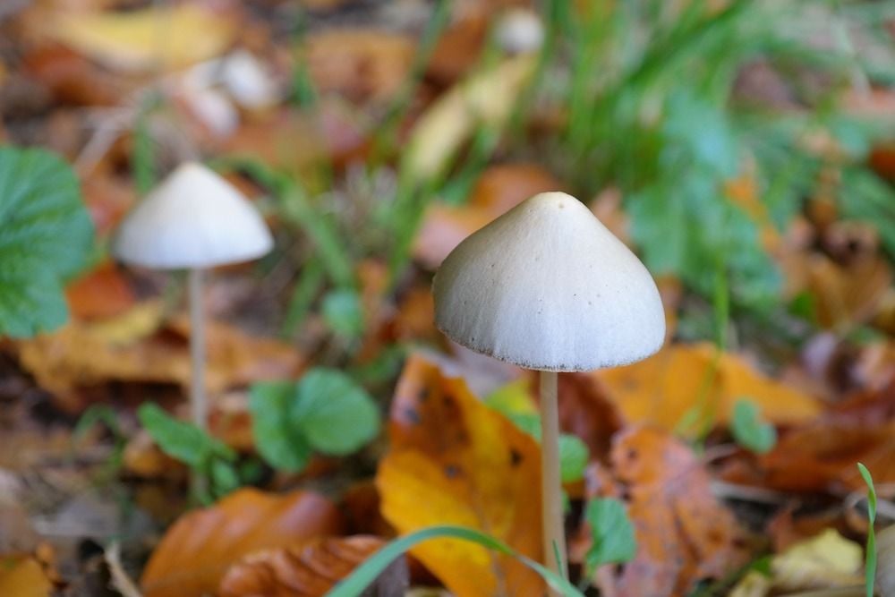 Little Green Pharma expands into psychedelic medicine sector