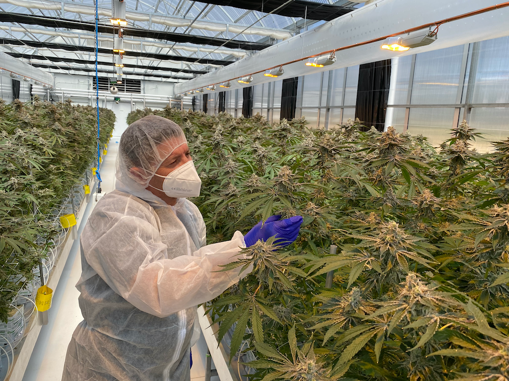 ANTG becomes the first Australian company to ship medicinal cannabis to New Zealand