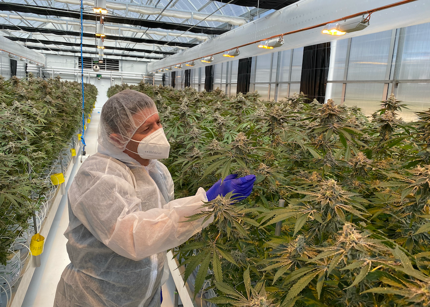 ANTG becomes the first Australian company to ship medicinal cannabis to New Zealand