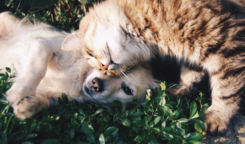 Mad Paws nearly triples revenue to hit quarterly record