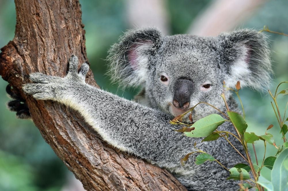 “Welcoming the world back to Australia”: International border to reopen on 21 February
