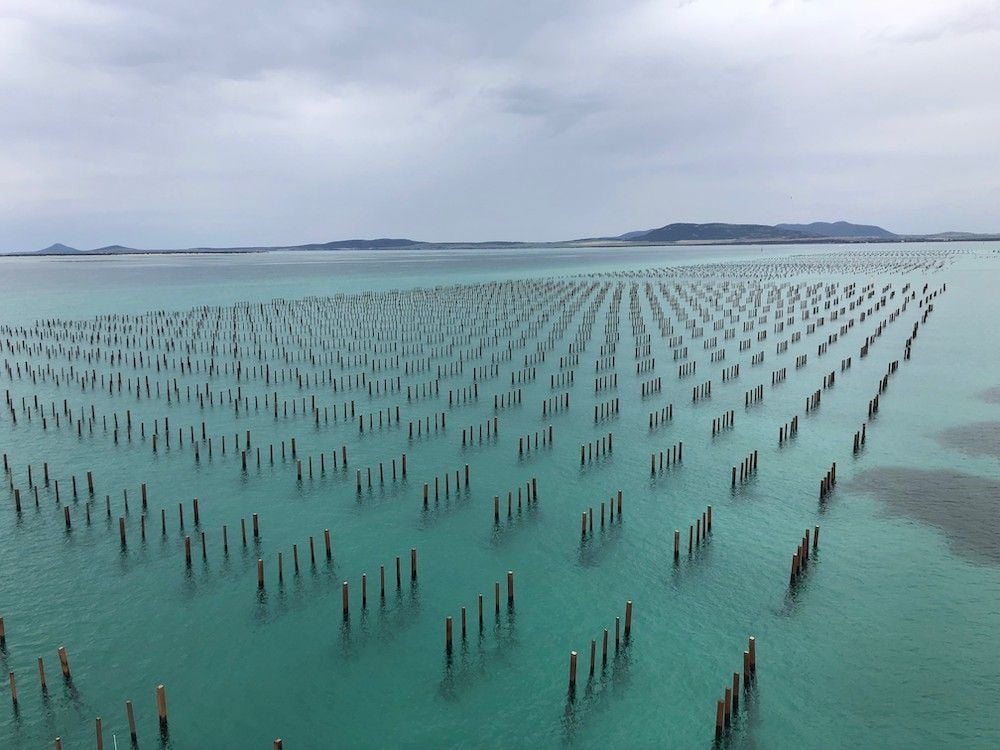 Angel Seafood directors back $32 million takeover deal