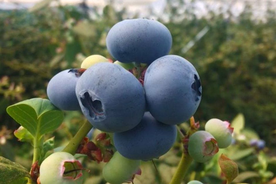 Exploring the Nutritional Benefits of Jumbo Blueberries in