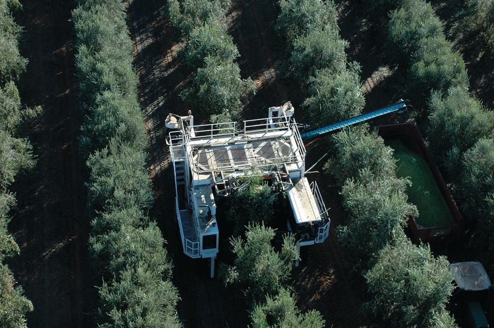 US olive oil supply chain problems crush Cobram Estate's bottom line