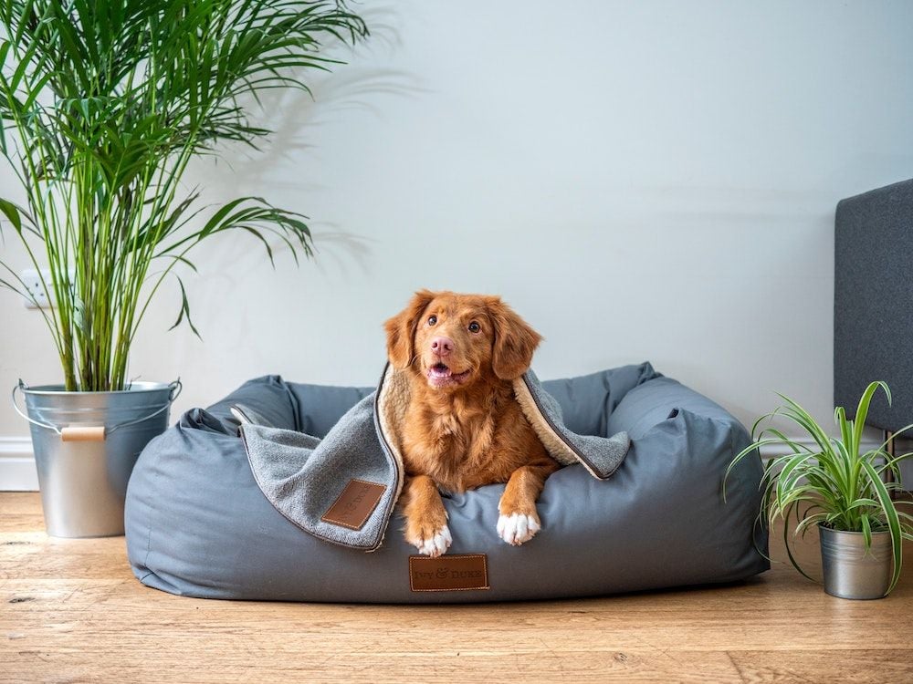 Mad Paws to acquire Tweed Heads-based Pet Chemist Online for $25 million