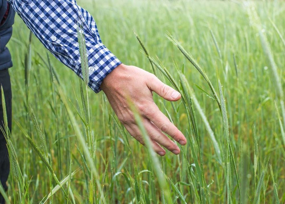 Meat processor Thomas Foods goes flexitarian to make SA a plant protein powerhouse