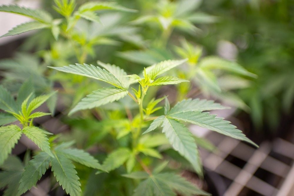 GlaxoSmithKline to weigh up marketing Cann Group's CBD capsules