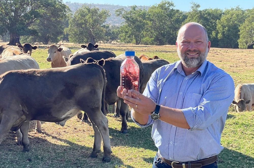 Cutting cows' methane emissions with seaweed diets a shore thing for WA's Seastock