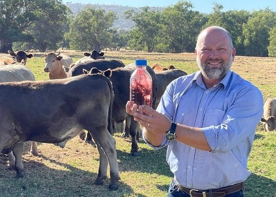 Cutting cows' methane emissions with seaweed diets a shore thing for WA's Seastock