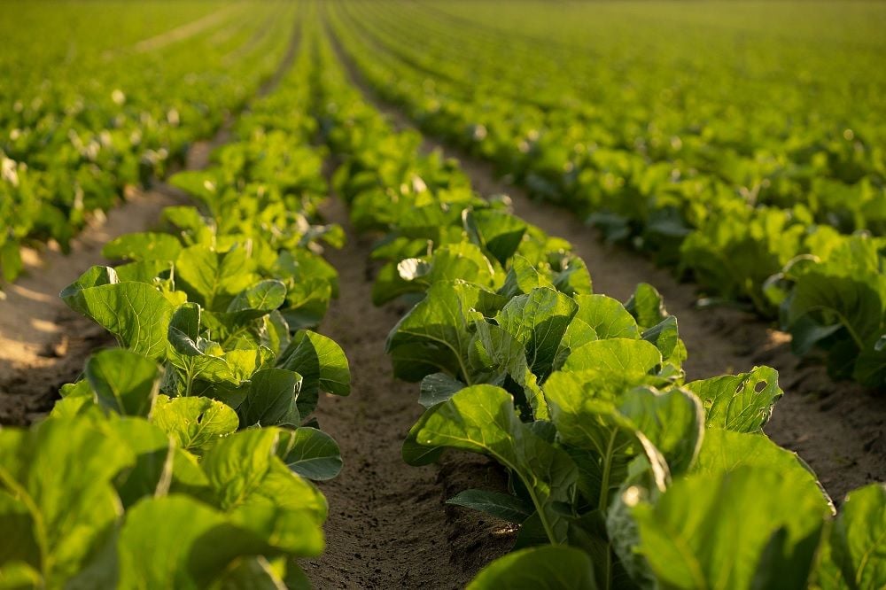 In a food industry rife with fertiliser inefficiency, RLF AgTech primed to lift yields after IPO