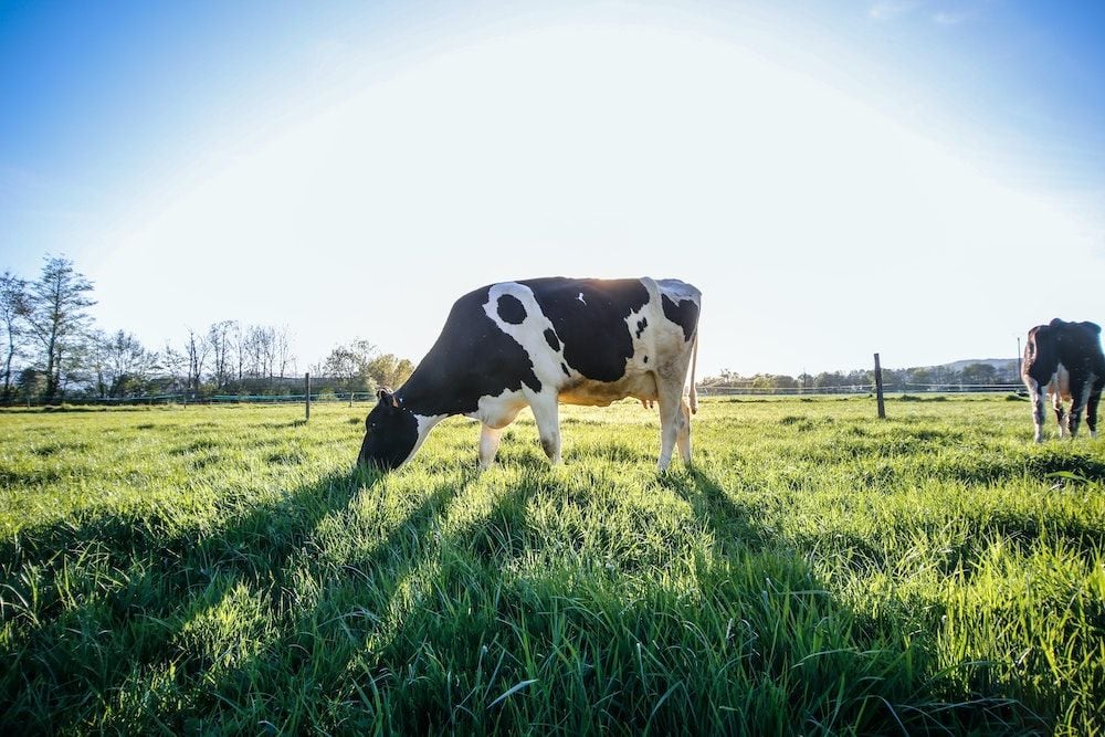 Australian Dairy Nutritionals waiting on green light from US FDA to export infant formula