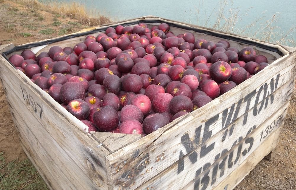 Bravo's core quality bears fruit, sparking growing overseas apeel for WA-bred apple
