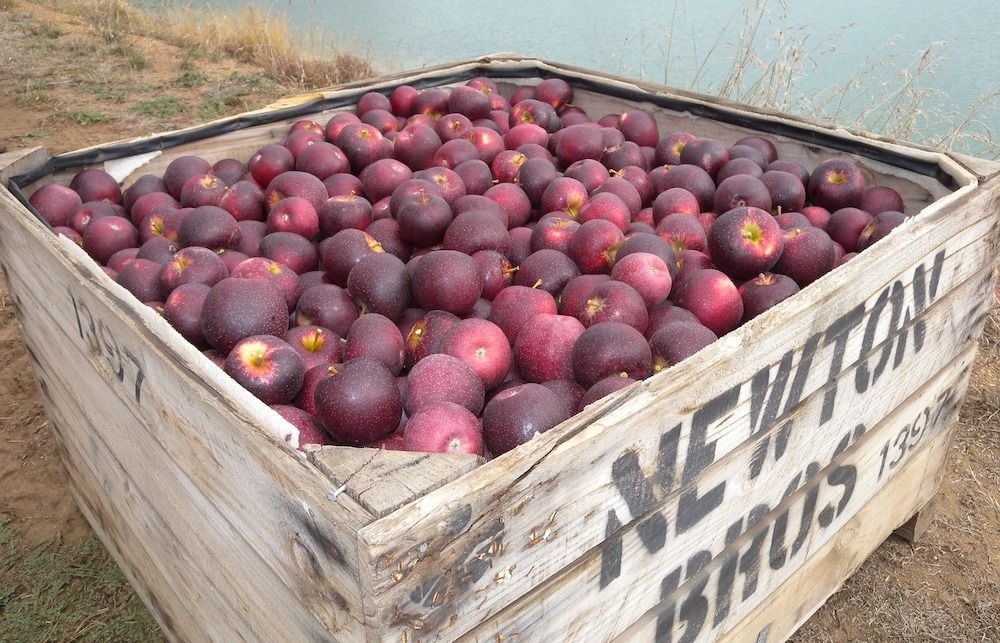 Bravo's core quality bears fruit, sparking growing overseas apeel for WA-bred apple