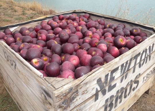 Bravo’s core quality bears fruit, sparking growing overseas apeel for WA-bred apple