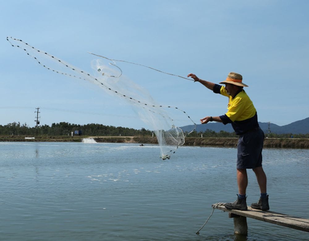 Seafarms fishing for second review of $1.9 billion prawn farm project
