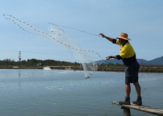 Seafarms fishing for second review of $1.9 billion prawn farm project