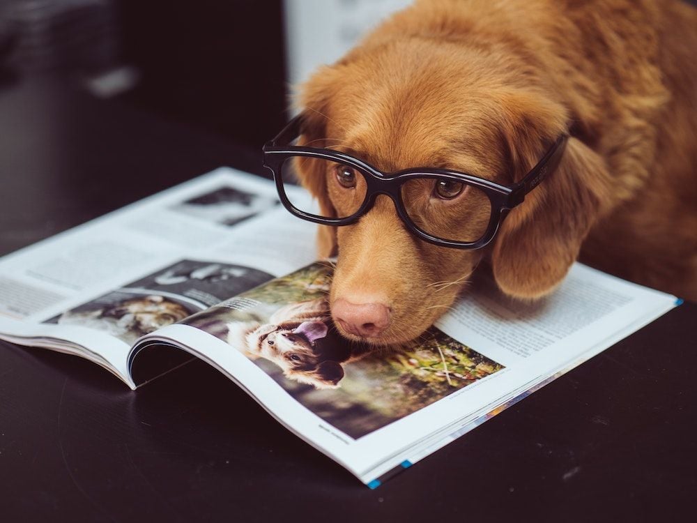 Paws for thought: the pros and cons of a pet-friendly office